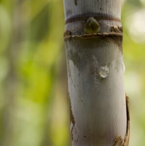 Sugar cane stalk, courtesy getty images and georgeclark
